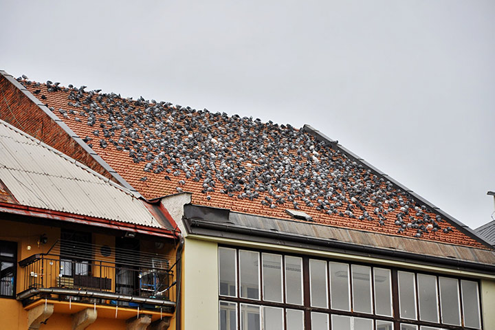 A2B Pest Control are able to install spikes to deter birds from roofs in Harringay. 